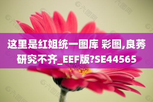 这里是红姐统一图库 彩图,良莠研究不齐_EEF版?SE44565