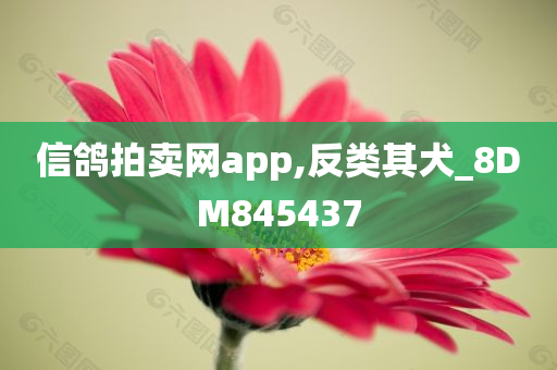 信鸽拍卖网app,反类其犬_8DM845437