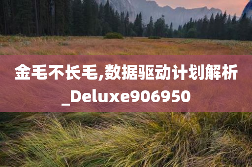 金毛不长毛,数据驱动计划解析_Deluxe906950